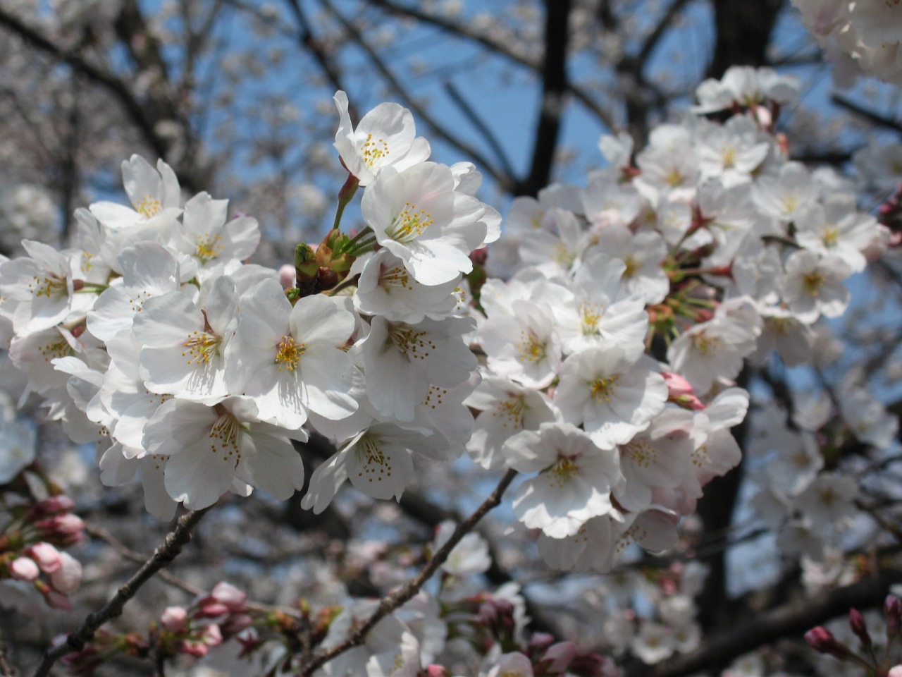 誉桜の話